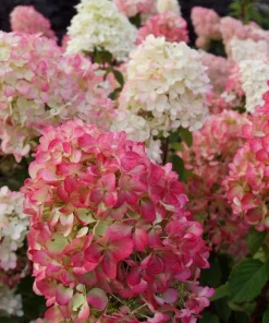 Vanilla Strawberry Hydrangea Live Plant - 6-12