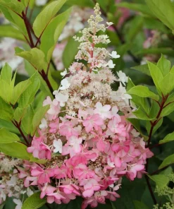 Vanilla Strawberry Hydrangea Live Plant - 6-12