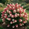 Vanilla Strawberry Hydrangea Live Plant - 6-12" Tall Shrub, Qt Pot - Image 1