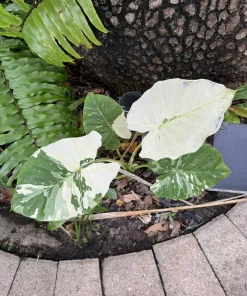 Variegated Alocasia Odora Gageana Live Plant - Tropical Houseplant - Image 2