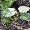 Variegated Alocasia Odora Gageana Live Plant - Tropical Houseplant - Image 1