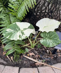 Variegated Alocasia Odora Gageana Live Plant - Tropical Houseplant - Image 1