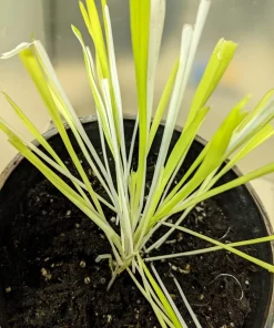 Variegated Cat Grass Seeds – White & Green Pet Grass – 50 Seeds - Image 2