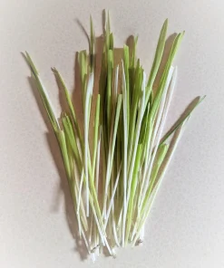 Variegated Cat Grass Seeds – White & Green Pet Grass – 50 Seeds - Image 3