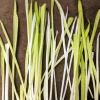 Variegated Cat Grass Seeds – White & Green Pet Grass – 50 Seeds - Image 1