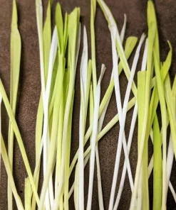 Variegated Cat Grass Seeds – White & Green Pet Grass – 50 Seeds - Image 1