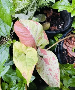 Variegated Confetti Plant - Live Houseplant - Indoor Decor - Image 1