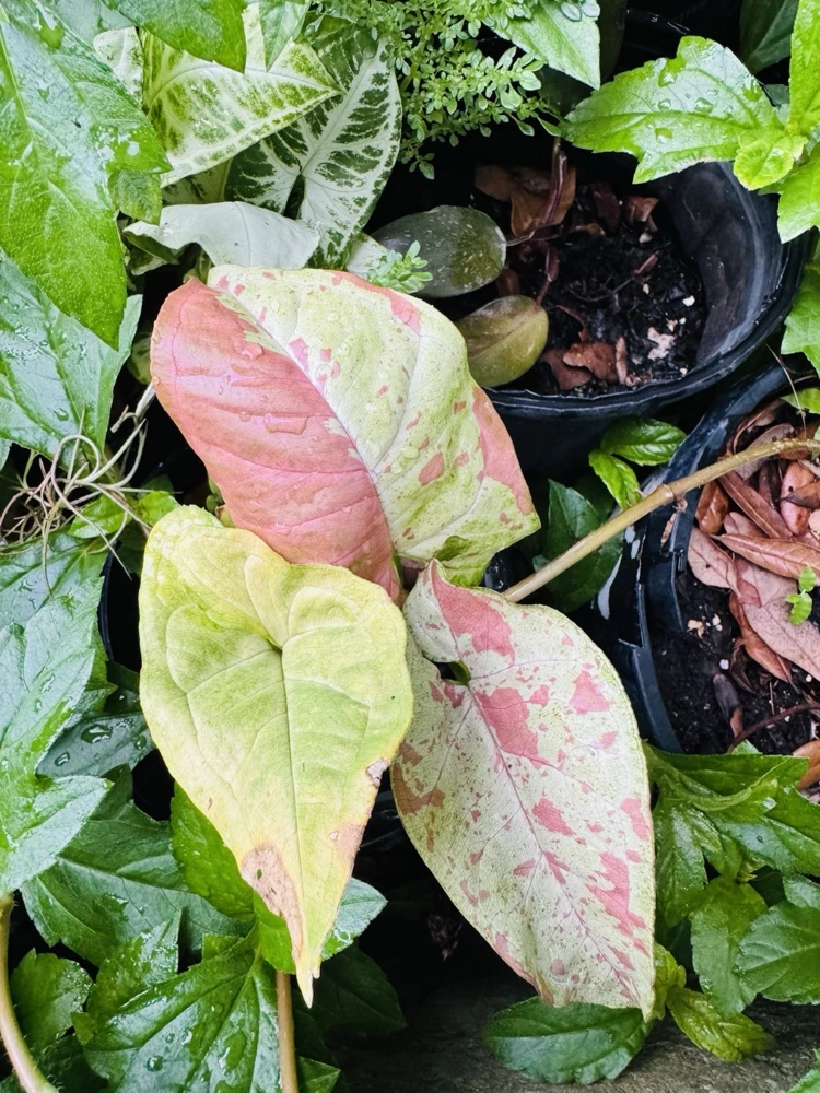 Variegated Confetti Plant - Live Houseplant - Indoor Decor - Image 1