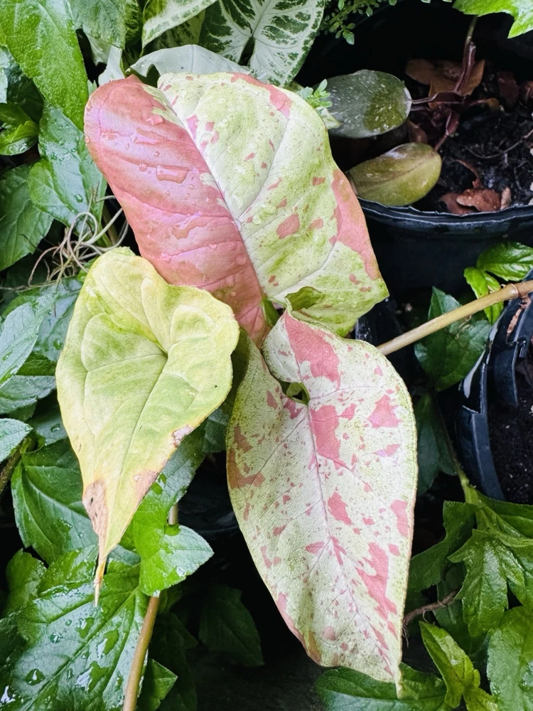 Variegated Confetti Plant - Live Houseplant - Indoor Decor - Image 2