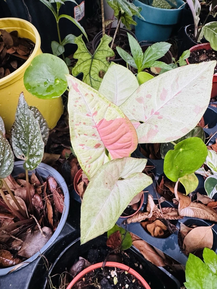 Variegated Confetti Plant - Live Houseplant - Indoor Decor - Image 3
