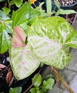 Variegated Confetti Plant - Live Houseplant - Indoor Decor - Image 4