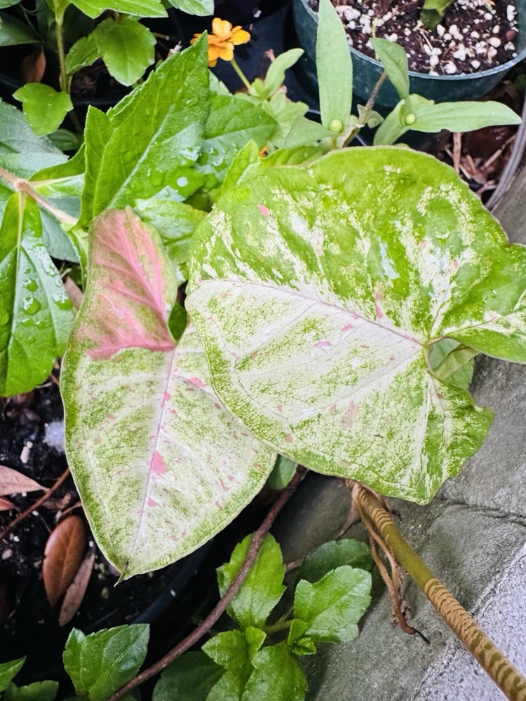 Variegated Confetti Plant - Live Houseplant - Indoor Decor - Image 4