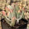 Variegated Cotyledon Orbiculata Long Leaf Live Plant - Rare Succulent in 2" Pot - Image 1