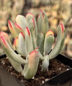 Variegated Cotyledon Orbiculata Long Leaf Live Plant - Rare Succulent in 2