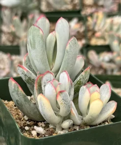 Variegated Cotyledon Orbiculata Long Leaf Live Plant - Rare Succulent in 2