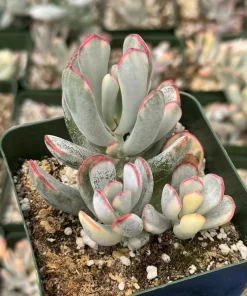 Variegated Cotyledon Orbiculata Long Leaf Live Plant - Rare Succulent in 2