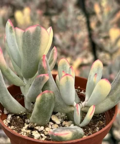 Variegated Cotyledon Orbiculata Long Leaf Live Plant - Rare Succulent in 2