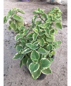 Variegated Cuban Oregano Live Plant | Plectranthus amboinicus | 3-Pack, 5-9 inch Starter Plants | Edible Herb & Houseplant - Image 2