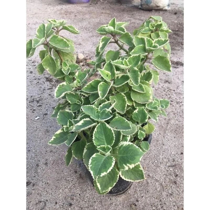 Variegated Cuban Oregano Live Plant | Plectranthus amboinicus | 3-Pack, 5-9 inch Starter Plants | Edible Herb & Houseplant - Image 2