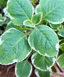 Variegated Cuban Oregano Live Plant | Plectranthus amboinicus | 3-Pack, 5-9 inch Starter Plants | Edible Herb & Houseplant - Image 3