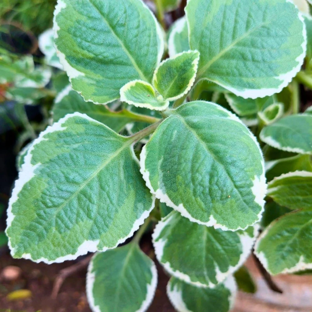 Variegated Cuban Oregano Live Plant | Plectranthus amboinicus | 3-Pack, 5-9 inch Starter Plants | Edible Herb & Houseplant - Image 3