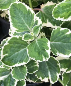Variegated Cuban Oregano Live Plant | Plectranthus amboinicus | 3-Pack, 5-9 inch Starter Plants | Edible Herb & Houseplant - Image 1