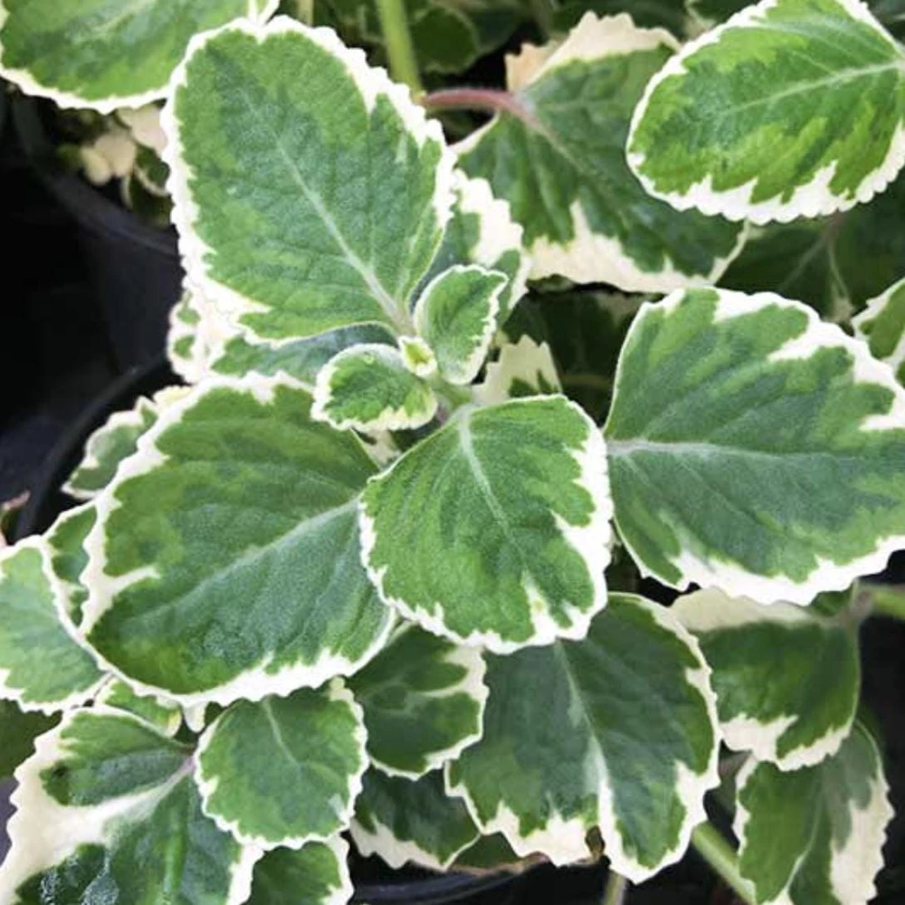 Variegated Cuban Oregano Live Plant | Plectranthus amboinicus | 3-Pack, 5-9 inch Starter Plants | Edible Herb & Houseplant - Image 1