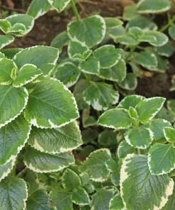 Variegated Cuban Oregano Live Plant | Plectranthus amboinicus | 3-Pack, 5-9 inch Starter Plants | Edible Herb & Houseplant - Image 4