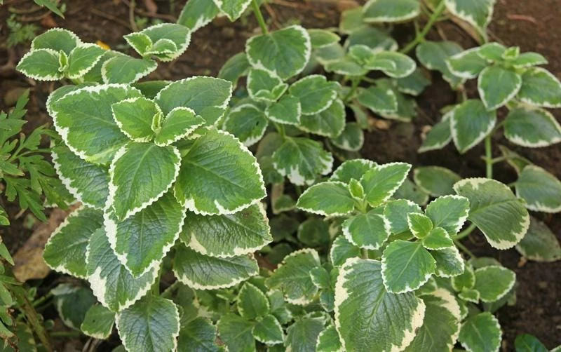 Variegated Cuban Oregano Live Plant | Plectranthus amboinicus | 3-Pack, 5-9 inch Starter Plants | Edible Herb & Houseplant - Image 4