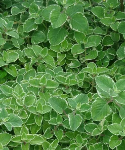 Variegated Cuban Oregano Live Plant | Plectranthus amboinicus | 3-Pack, 5-9 inch Starter Plants | Edible Herb & Houseplant - Image 5