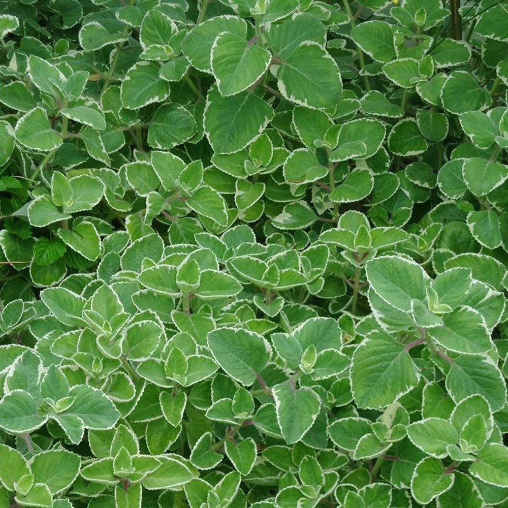 Variegated Cuban Oregano Live Plant | Plectranthus amboinicus | 3-Pack, 5-9 inch Starter Plants | Edible Herb & Houseplant - Image 5