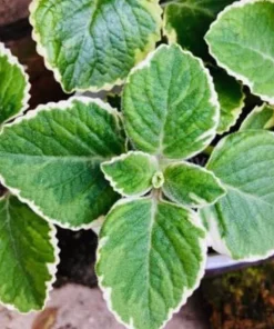 Variegated Cuban Oregano Live Plant | Plectranthus amboinicus | 3-Pack, 5-9 inch Starter Plants | Edible Herb & Houseplant - Image 6
