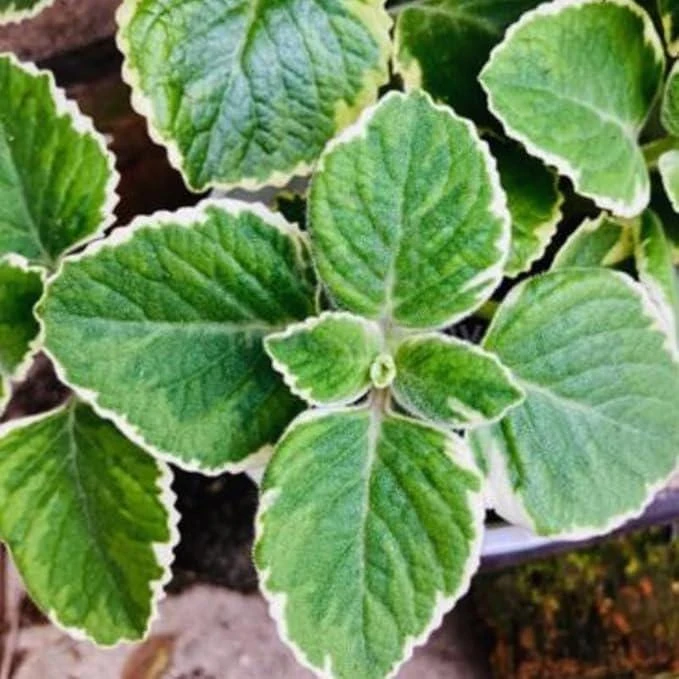 Variegated Cuban Oregano Live Plant | Plectranthus amboinicus | 3-Pack, 5-9 inch Starter Plants | Edible Herb & Houseplant - Image 6