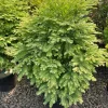 Variegated Dawn Redwood Live Plant – Rare Dwarf Metasequoia Tree – #1 Container - Image 1