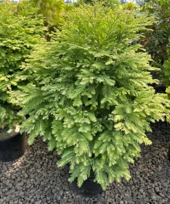 Variegated Dawn Redwood Live Plant – Rare Dwarf Metasequoia Tree – #1 Container - Image 1