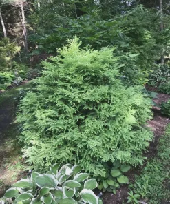 Variegated Dawn Redwood Live Plant – Rare Dwarf Metasequoia Tree – #1 Container - Image 7