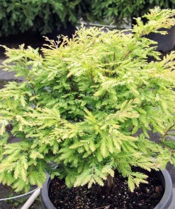 Variegated Dawn Redwood Live Plant – Rare Dwarf Metasequoia Tree – #1 Container - Image 8