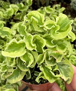 Variegated Devil's Backbone Live Plant – Pedilanthus tithymaloides 'Nana Variegata' – 2.5" Pot – Succulent – Indoor/Outdoor - Image 2