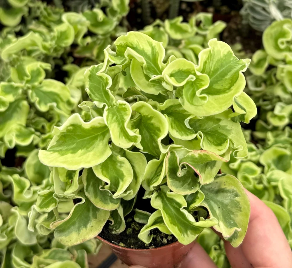 Variegated Devil's Backbone Live Plant – Pedilanthus tithymaloides 'Nana Variegata' – 2.5" Pot – Succulent – Indoor/Outdoor - Image 2