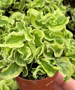 Variegated Devil's Backbone Live Plant – Pedilanthus tithymaloides 'Nana Variegata' – 2.5