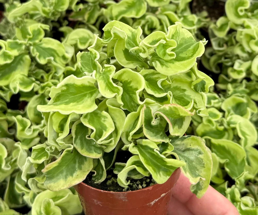 Variegated Devil's Backbone Live Plant – Pedilanthus tithymaloides 'Nana Variegata' – 2.5" Pot – Succulent – Indoor/Outdoor - Image 3
