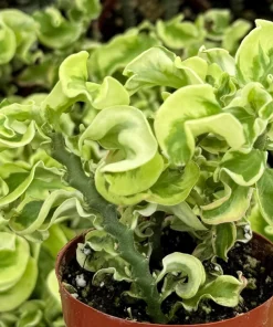 Variegated Devil's Backbone Live Plant – Pedilanthus tithymaloides 'Nana Variegata' – 2.5