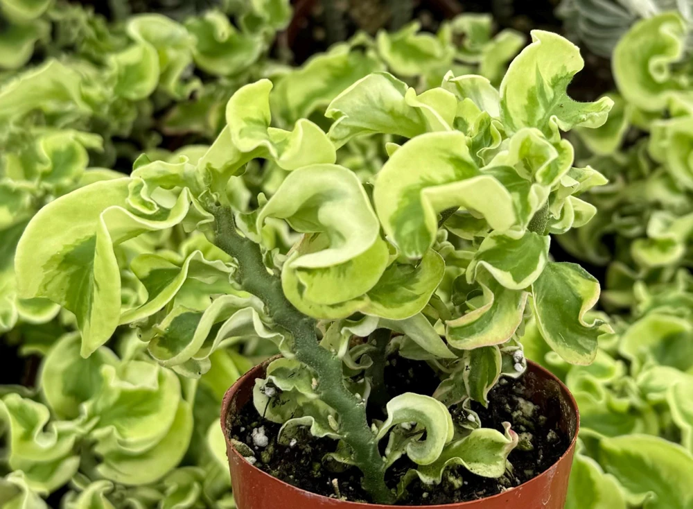 Variegated Devil's Backbone Live Plant – Pedilanthus tithymaloides 'Nana Variegata' – 2.5" Pot – Succulent – Indoor/Outdoor - Image 4