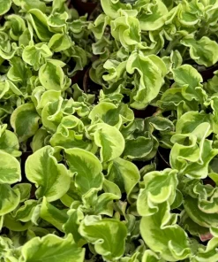 Variegated Devil's Backbone Live Plant – Pedilanthus tithymaloides 'Nana Variegata' – 2.5