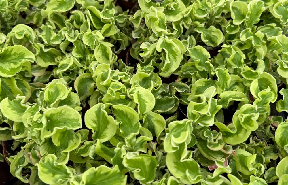 Variegated Devil's Backbone Live Plant – Pedilanthus tithymaloides 'Nana Variegata' – 2.5" Pot – Succulent – Indoor/Outdoor - Image 5