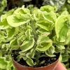 Variegated Devil's Backbone Live Plant – Pedilanthus tithymaloides 'Nana Variegata' – 2.5" Pot – Succulent – Indoor/Outdoor - Image 1