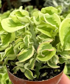 Variegated Devil's Backbone Live Plant – Pedilanthus tithymaloides 'Nana Variegata' – 2.5" Pot – Succulent – Indoor/Outdoor - Image 1