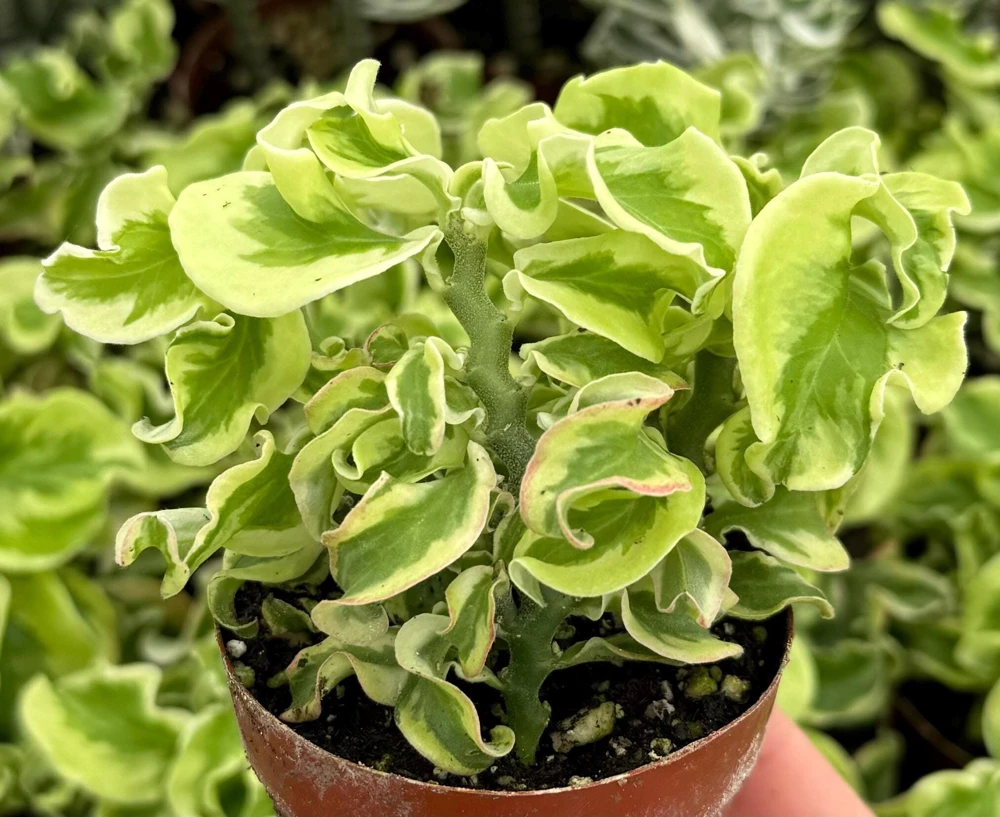 Variegated Devil's Backbone Live Plant – Pedilanthus tithymaloides 'Nana Variegata' – 2.5" Pot – Succulent – Indoor/Outdoor - Image 1
