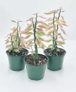 Variegated Devil's Backbone Live Plant - Rare Euphorbia tithymaloides Succulent - Image 2