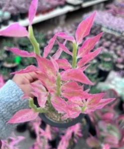 Variegated Devil's Backbone Live Plant - Rare Euphorbia tithymaloides Succulent - Image 3